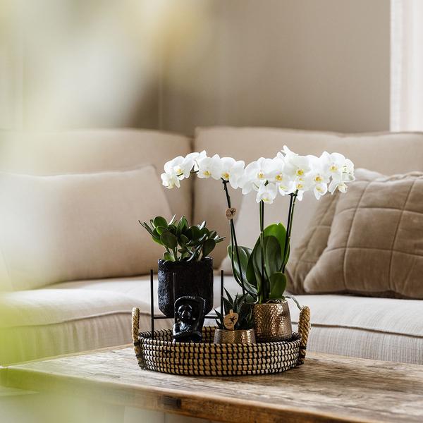 Kolibri Company | Gift set Home Hub | Plantenset met Phalaenopsis Orchidee en Succulenten incl. keramieken sierpotten  BotanicBridge