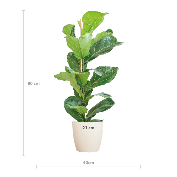 Ficus Lyrata met Viber pot wit - 80cm - Ø21  BotanicBridge