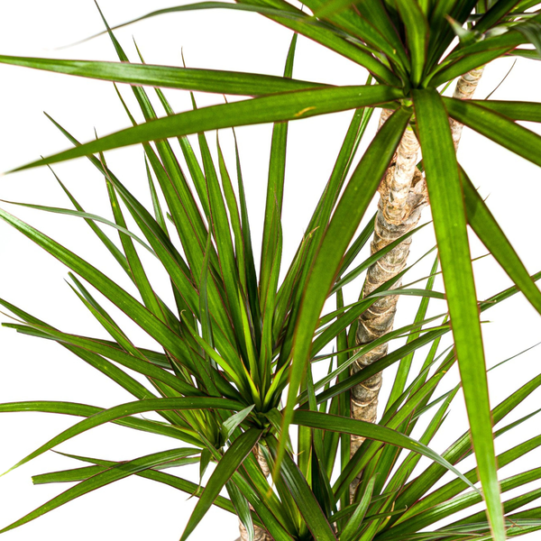 Dracaena Marginata Green Ø21cm - ↕120cm  BotanicBridge