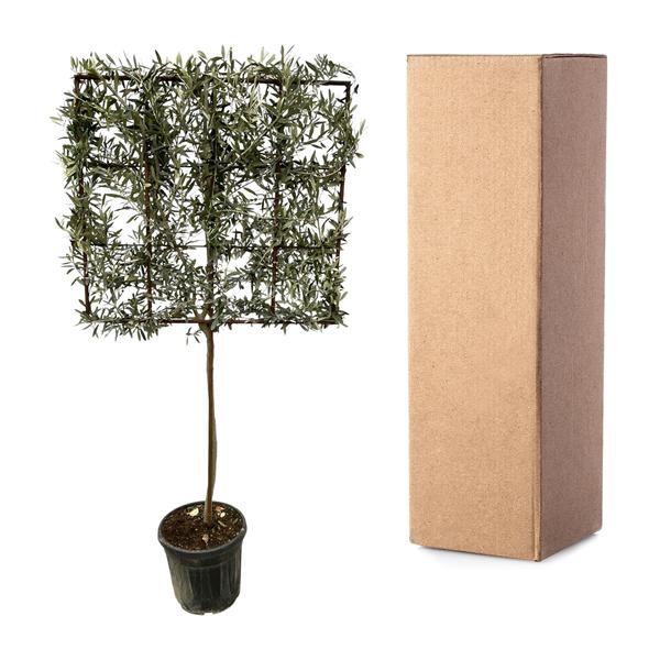 Olea Europaea boom op rek - 225 cm - Ø40cm  BotanicBridge