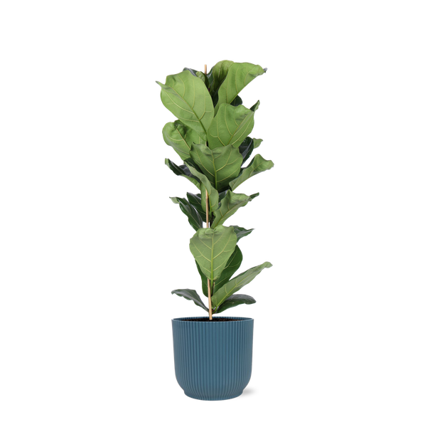 Ficus Lyrata - Ø21cm - ↕90cm in Vibes BLUE pot  BotanicBridge