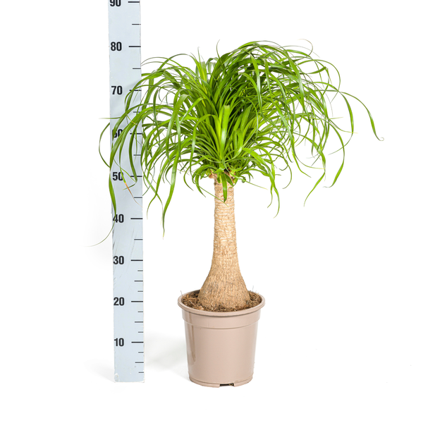 Beaucarnea Recurvata Stam Ø21cm - ↕70cm  BotanicBridge