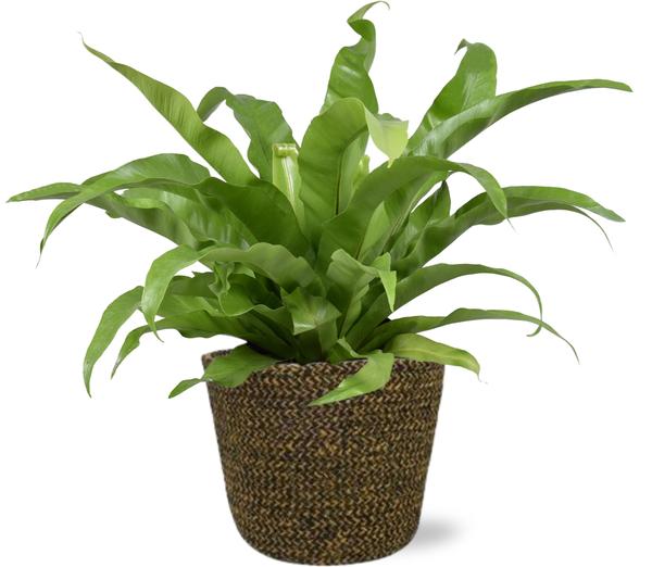 Asplenium Antiquum - Ø17cm - ↕45cm + Selin Pot D18x16cm - Zwart  BotanicBridge