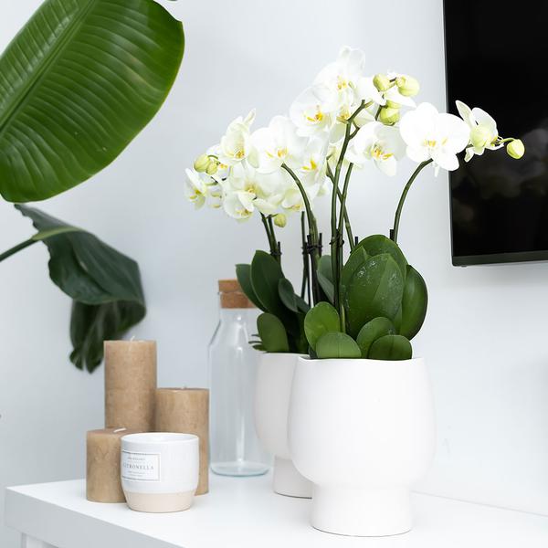 Kolibri Home | Scandic white bloempot - Witte keramieken sierpot - Ø9cm  BotanicBridge