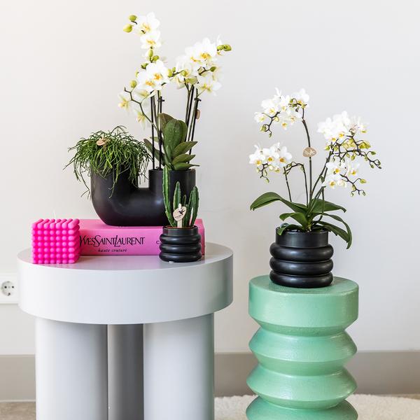 Kolibri Orchids | Witte phalaenopsis orchidee - Lausanne + Bubble pot black- potmaat Ø9cm | bloeiende kamerplant - vers van de kweker  BotanicBridge