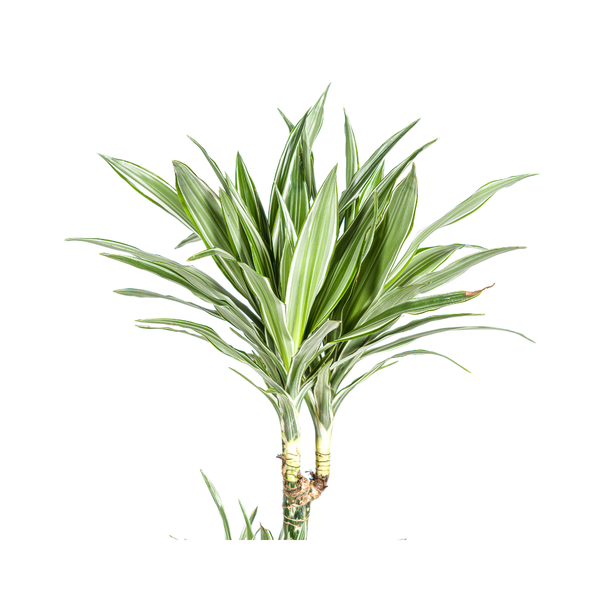 Dracaena Deremensis White Stripe Ø27cm - ↕180cm  BotanicBridge