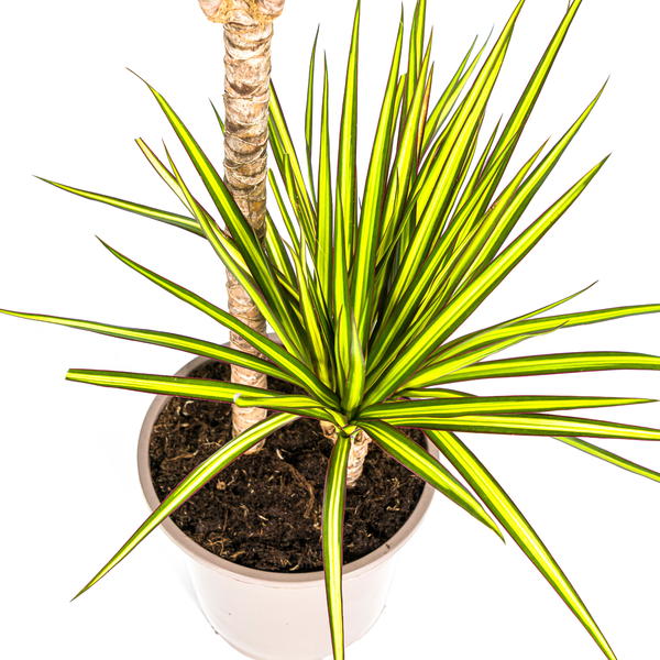 Dracaena Marginata Sunray Ø19cm - ↕80-100cm  BotanicBridge