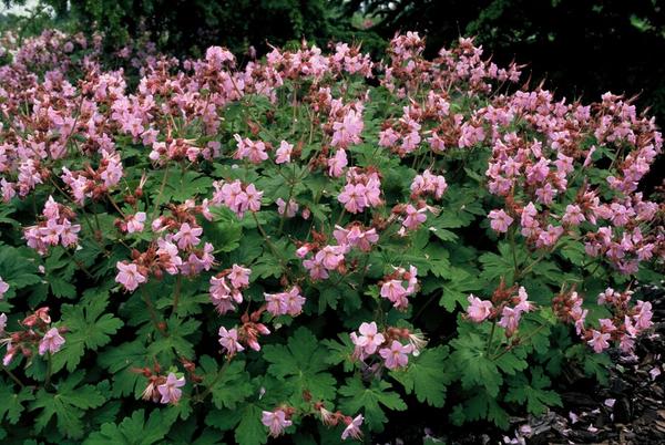 Geranium macr. 'Ingwersen's Var.' - ↕10-25cm - Ø9cm - 6x  BotanicBridge