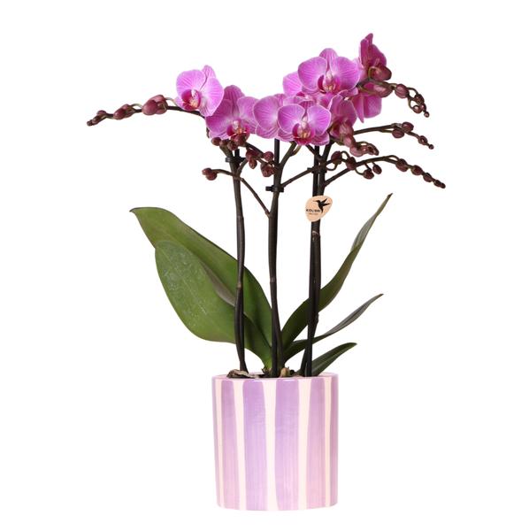 Kolibri Orchids | paarse phalaenopsis orchidee Vienna + Painted Stripe pot lila - potmaat Ø9cm | bloeiende kamerplant - vers van de kweker  BotanicBridge