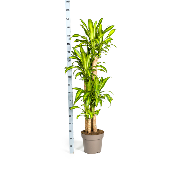 Dracaena Fragrans Massangeana Ø30cm - ↕180cm  BotanicBridge