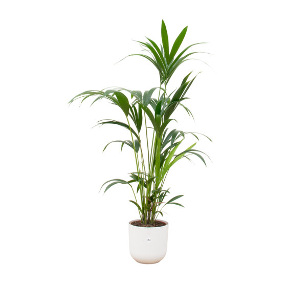 Combi deal - Kentia palm inclusief elho Jazz Round wit Ø26 - 160 cm  BotanicBridge