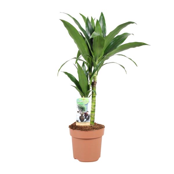 Dracaena Janet Craig 30-15 - Ø17cm - ↕60cm  BotanicBridge