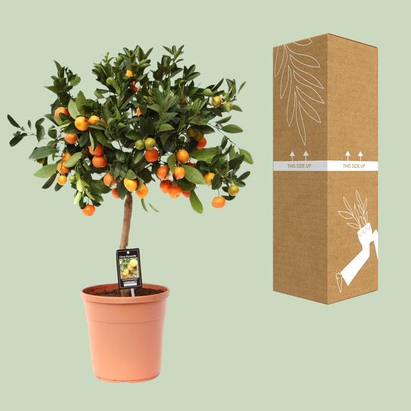 Citrus Calamondin - Ø22cm - ↕80cm  BotanicBridge