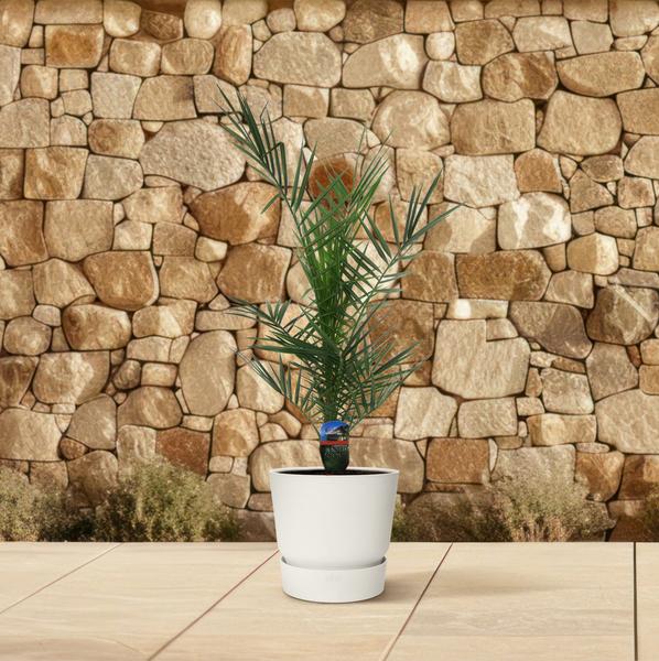 Phoenix Canariensis - 80 cm - Ø15cm  BotanicBridge