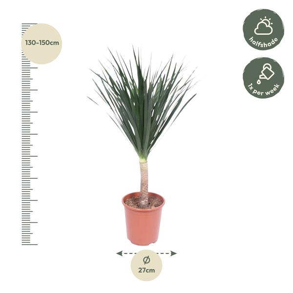 Dracaena Draco - 140 cm - ø27  BotanicBridge