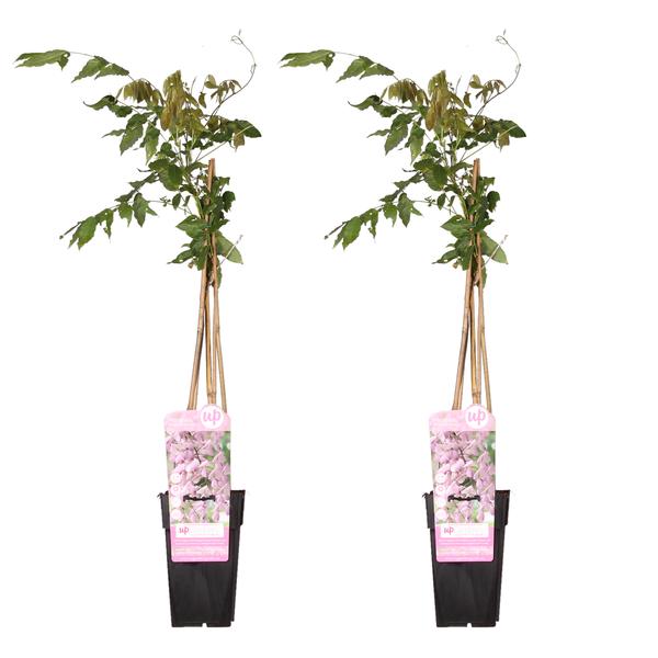 2x Wisteria floribunda 'Rosea' - ↨65cm - Ø15  BotanicBridge