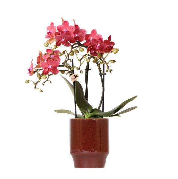 Kolibri Orchids | rode Phalaenopsis orchidee - Congo + Classy red- potmaat Ø9cm | bloeiende kamerplant - vers van de kweker  BotanicBridge