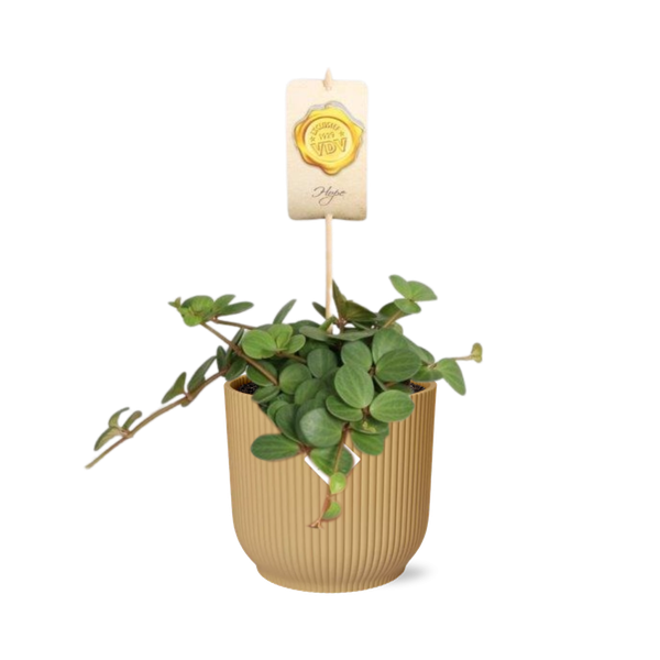 Peperomia ‘Hope’ in ELHO Vibes Fold 14cm geel  BotanicBridge