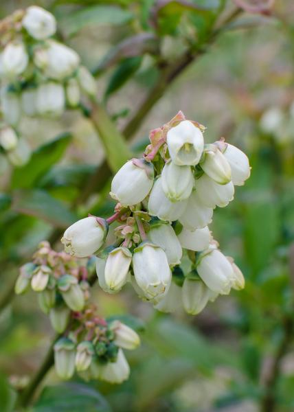 5x - Vaccinium corymbosum 'Reka' - ↨45cm - Ø13  BotanicBridge