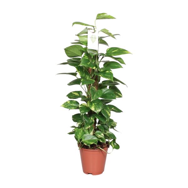 Epipremnum Pinnatum Mosstok 80cm Scindapsus - Ø19cm - ↕80cm  BotanicBridge