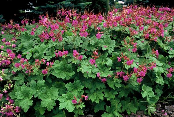 Geranium macr. 'Czakor' - ↕10-25cm - Ø9cm - 40x  BotanicBridge