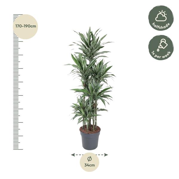 Dracaena Warneckei Carrousel - 180 cm - ø34  BotanicBridge