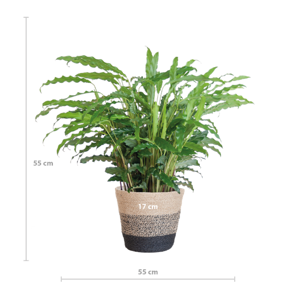 Calathea Rufibarba met Mand Lissabon zwart - 55cm - Ø17  BotanicBridge