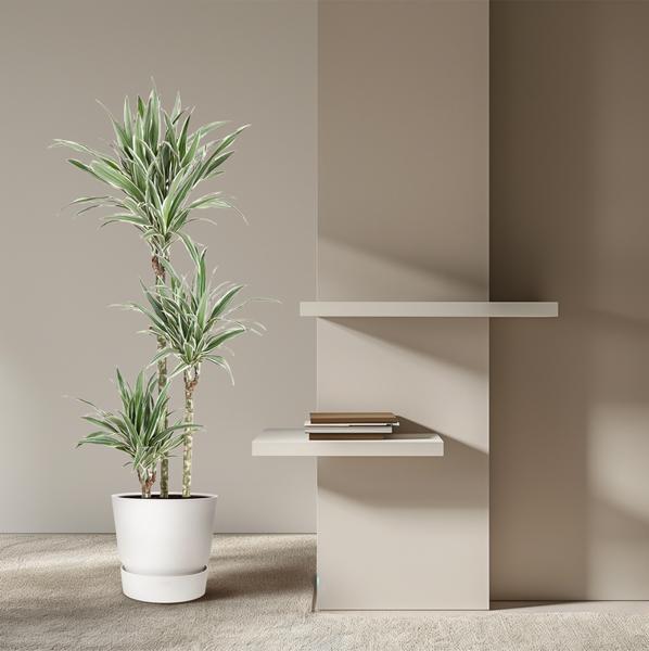 Dracaena White Stripe - 150 cm - ø24  BotanicBridge