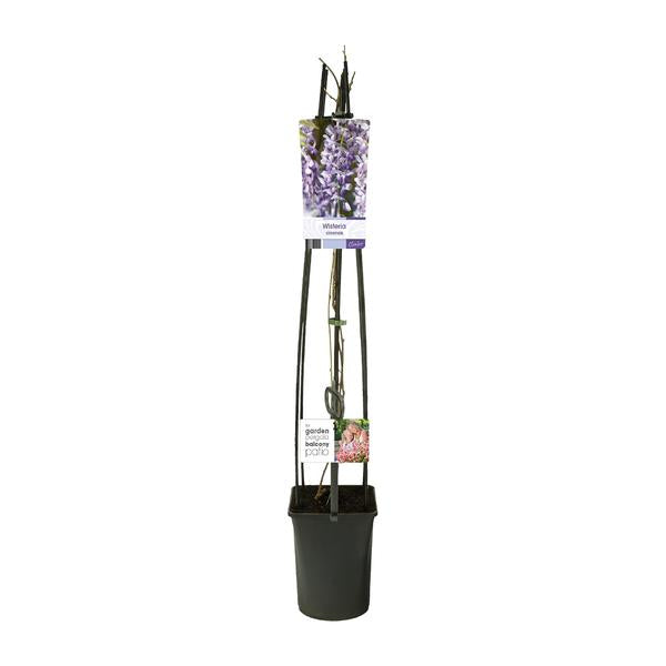 Wisteria Sinensis +light Label - Ø23cm - ↕115cm  BotanicBridge