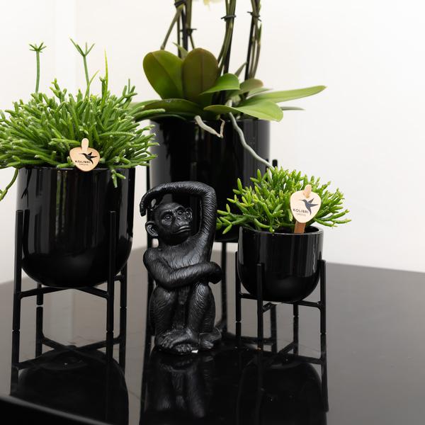 Kolibri Home | Ornament - Decoratie beeld Sitting Monkey - Black  BotanicBridge