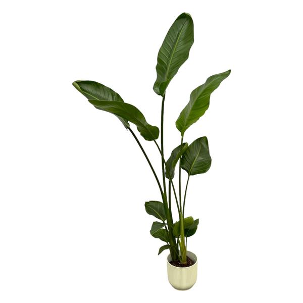 Strelitzia Nicolai inclusief elho Vibes Fold Round wit - 100 cm - Ø18  BotanicBridge