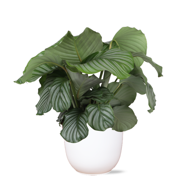 Calathea Orbifolia Ø21cm - ↕70cm in Boule WIT pot  BotanicBridge