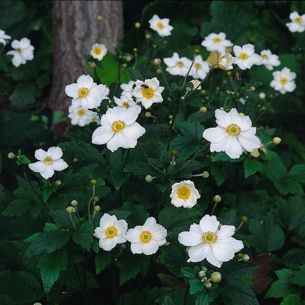 Anemone hyb. 'Honorine Jobert' - ↕10-25cm - Ø9cm - 12x  BotanicBridge