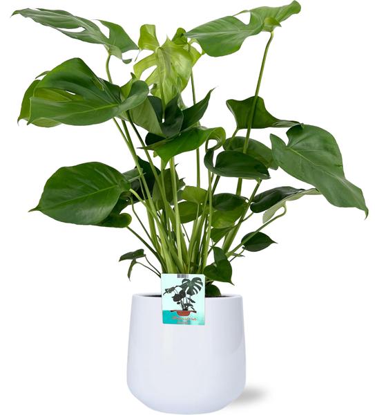 Monstera Deliciosa - Ø19cm - 60cm + Puglia Pot D21/23,5x21cm - Wit  BotanicBridge