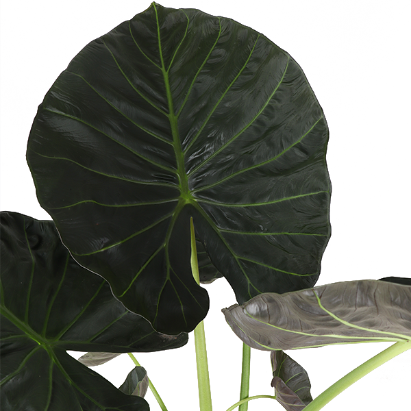 Alocasia Regal Shield Ø24cm - ↕110cm in Era ANTRACIET pot  BotanicBridge