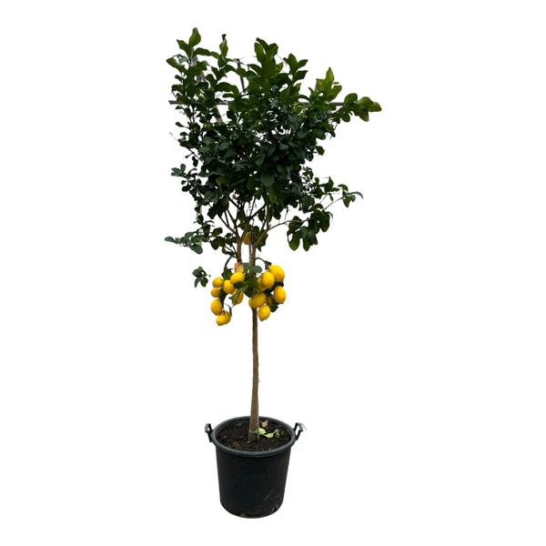 Citrus Lemon - 260 cm - Ø50cm  BotanicBridge