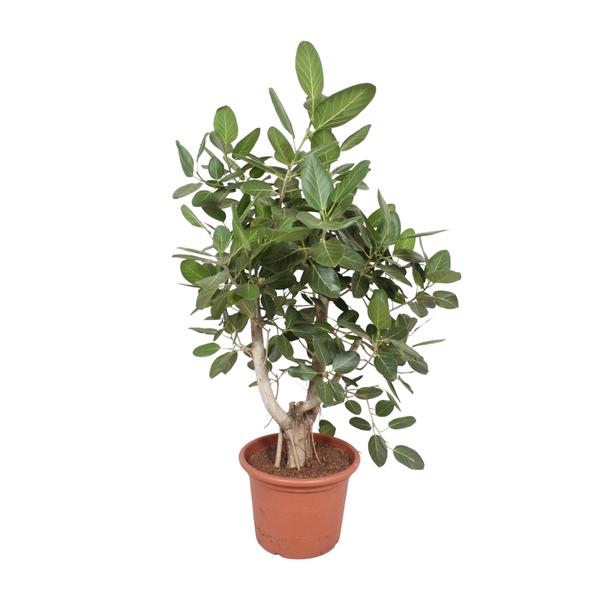 Ficus Benghalensis vertakt - 170 cm - ø50  BotanicBridge