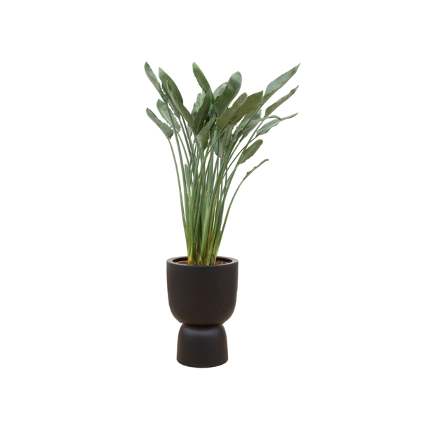 Combi deal - Strelitzia Reginae inclusief elho Pure Coupe zwart Ø41 - 190 cm  BotanicBridge