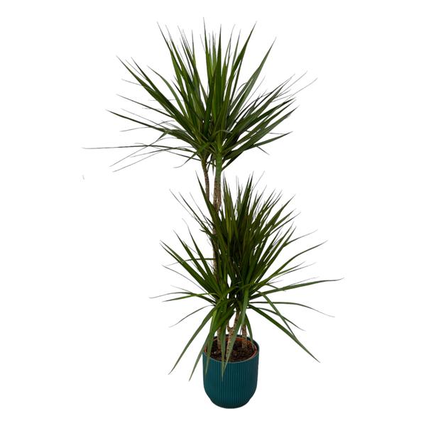 Dracaena Marginata - ↨120cm - Ø21cm inclusief elho Vibes Fold Round blauw D22xH20  BotanicBridge