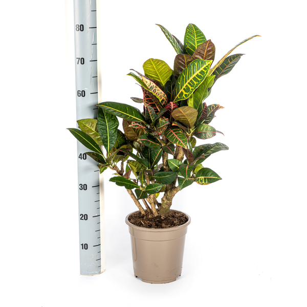 Codiaeum 'Croton' Petra Ø21cm - ↕70-80cm  BotanicBridge