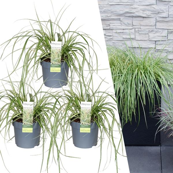 3 x Carex hachijoensis 'Evergold' - Ø 14 cm - ↨ 25 cm  BotanicBridge