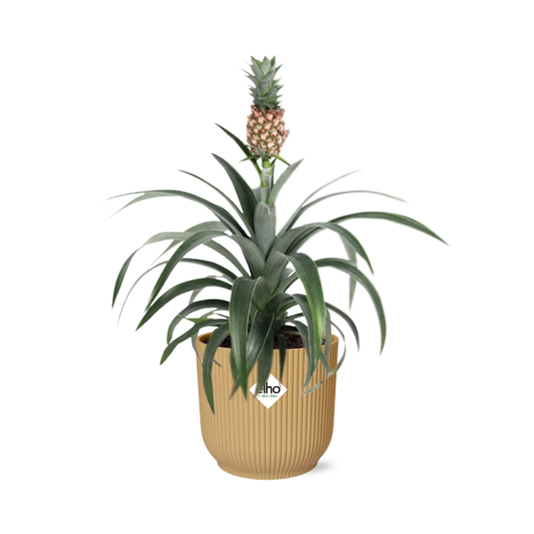 Ananas Mi Amigo in ELHO Vibes Fold 14cm geel  BotanicBridge