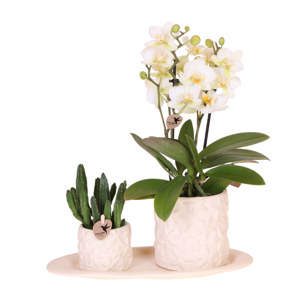 Kolibri Company | Plantenset Star Fish small | Witte Phalaenopsis Orchidee Lausanne en Succulent incl. keramieken sierpotten op wit organisch dienblad  BotanicBridge